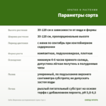 Хебе (Вероника кустарниковая) (срез/ 3шт.) — параметры сорта