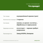 Хебе (Вероника кустарниковая) (срез/ 3шт.) — что приедет