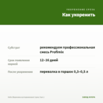 Хебе (Вероника кустарниковая) (срез/ 3шт.) — как укоренить черенок