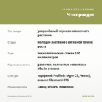 Хлорофитум Кудрявый (0,1л) — что приедет