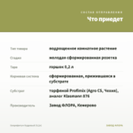 Хлорофитум Кудрявый (0,2л) — что приедет