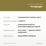 Хлорофитум Кудрявый (срез/1шт) — что приедет