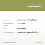 Хлорофитум Кудрявый (срез/1шт) — как укоренить черенок