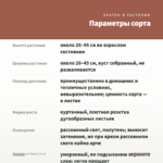 Хлорофитум Океан (0,1л) — параметры сорта