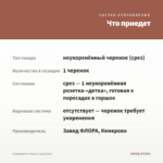Хлорофитум Океан (срез/1шт) — что приедет