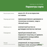 Хлорофитум Океан (срез/1шт) — параметры сорта