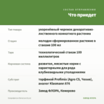 Хлорофитум Витатум (0,1л) — что приедет