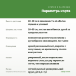 Хлорофитум Витатум (срез/1шт) — параметры сорта