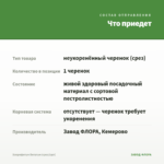 Хлорофитум Витатум (срез/1шт) — что приедет