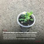 Хризантема Червона Калина (0,1л) — в таком виде растение уходит в заказ