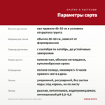 Хризантема Червона Калина (срез/3шт) — параметры сорта