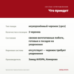 Хризантема Червона Калина (срез/3шт) — что приедет