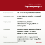 Хризантема Червона Калина (срез/3шт) — параметры сорта