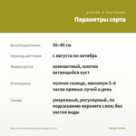 Хризантема корейская Александрит (0,1л) — параметры сорта