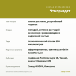 Хризантема корейская Александрит (0,1л) — что приедет