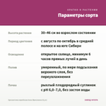 Хризантема корейская Анна Ярославна (0,1л) — параметры сорта