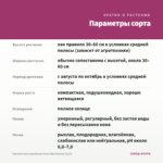Хризантема корейская Анна Ярославна (0,1л) — параметры сорта