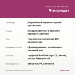 Хризантема корейская Анна Ярославна (0,1л) — что приедет