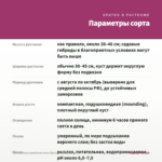 Хризантема корейская Анна Ярославна (срез/3шт) — параметры сорта
