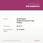 Хризантема корейская Анна Ярославна (срез/3шт) — как укоренить черенок
