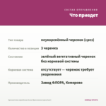 Хризантема корейская Анна Ярославна (срез/3шт) — что приедет
