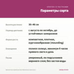 Хризантема корейская Анна Ярославна (срез/3шт) — параметры сорта