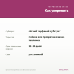 Хризантема корейская Анна Ярославна (срез/3шт) — как укоренить черенок