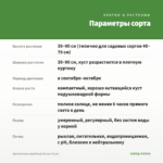 Хризантема корейская Белая (0,1л) — параметры сорта