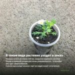 Хризантема корейская Белая (0,1л) — в таком виде растение уходит в заказ