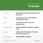 Хризантема корейская Белая (0,1л) — что приедет