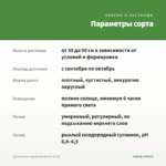 Хризантема корейская Белая (0,1л) — параметры сорта