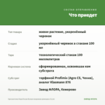 Хризантема Корейская Белая махровая ромашка (0,1л) — что приедет