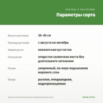 Хризантема Корейская Белая махровая ромашка (0,1л) — параметры сорта