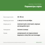 Хризантема Корейская Белая махровая ромашка (срезы/3шт) — параметры сорта