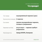 Хризантема Корейская Белая махровая ромашка (срезы/3шт) — что приедет