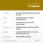 Хризантема корейская Белоснежка (0,1л) — что приедет