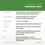 Хризантема корейская Белоснежка (0,1л) — параметры сорта