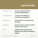 Хризантема корейская Большая Медведица (0,1л) — параметры сорта