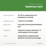 Хризантема корейская Деко (0,1л) — параметры сорта