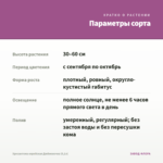 Хризантема корейская Дюймовочка (0,1л) — параметры сорта