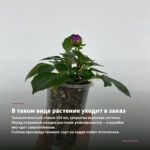 Хризантема корейская Дюймовочка (0,1л) — в таком виде растение уходит в заказ