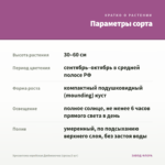 Хризантема корейская Дюймовочка (срезы/3 шт) — параметры сорта