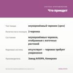 Хризантема корейская Дюймовочка (срезы/3 шт) — что приедет