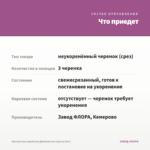 Хризантема корейская Дюймовочка (срезы/3шт) — что приедет