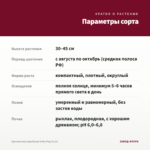 Хризантема корейская Энби Ред (0,1л) — параметры сорта