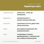 Хризантема корейская Эвелин Буш (0,1л) — параметры сорта