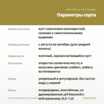 Хризантема корейская Эвелин Буш (0,1л) — параметры сорта