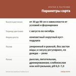 Хризантема корейская Funtime (0,1л) — параметры сорта