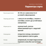 Хризантема корейская Funtime (срезы/3шт) — параметры сорта