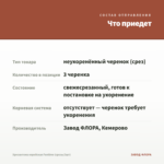 Хризантема корейская Funtime (срезы/3шт) — что приедет